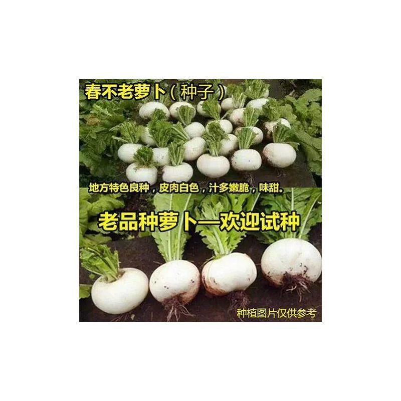 四川春不老萝卜种子